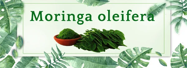 moringa oleifera.jpg