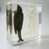 Bird and Brid Skeleton in Resin Block for Early Education and Collective Craft