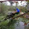 ITZZZ Beautiful Mini Regal Peacock Bird Closed Tail Feathers Decor