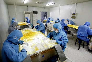 GMP certified Natural Beta carotene Softgel