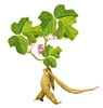 Stock UV40% HPLC 99% Kudzu Root P.E. Isoflavones