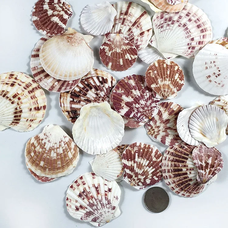 100pcs Natural small Beautiful top rare real sea Shell Conch EQH0136 