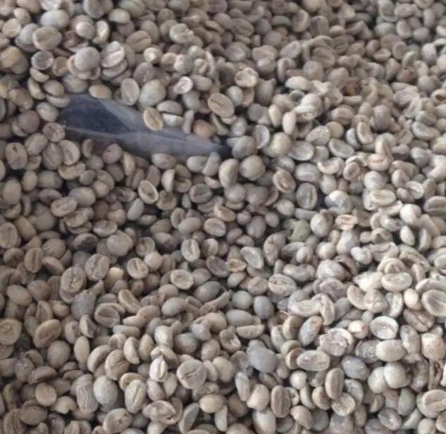 Ka Fei Nieuwe zaad cafe Koffie kersenboom zaden voor het planten