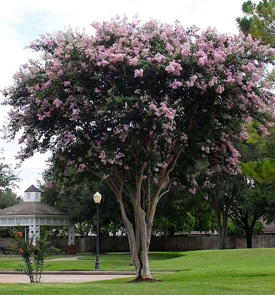 Baton Rouge Patented Miniature Crape Myrtle Matures to 3-4 Deep Red Pack of 5 Shipped 1-1.5 Tall, Well Rooted in Pot with Soil