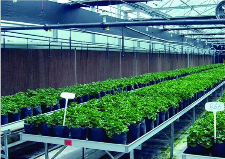 Greenhouse Water Evaporative Cooling System Buy Evaporative Cooling