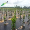 black pp plastic ground cover mulch,weed prevent mat,virgin pp plastic anti weed mat