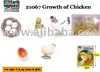 The growth of animal - Chicken toy