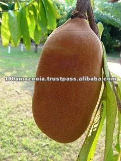 Cupuaçu_fruto.jpg