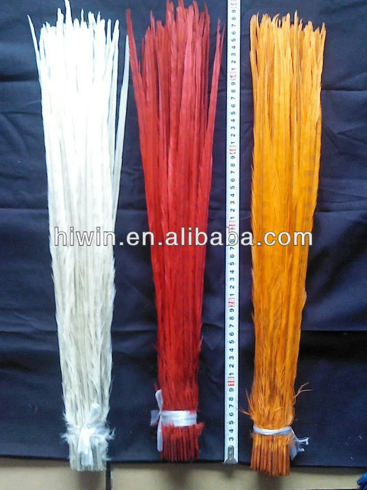 Bleached Dyed Ringneck (2).jpg