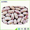 Free sample light speckled kidney beans