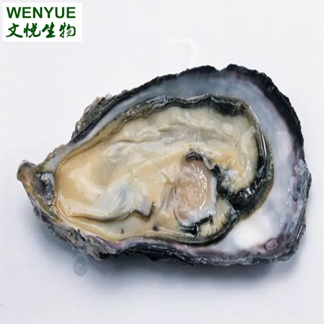 best price pure oyster extract powder,oyster powder,oyster shell