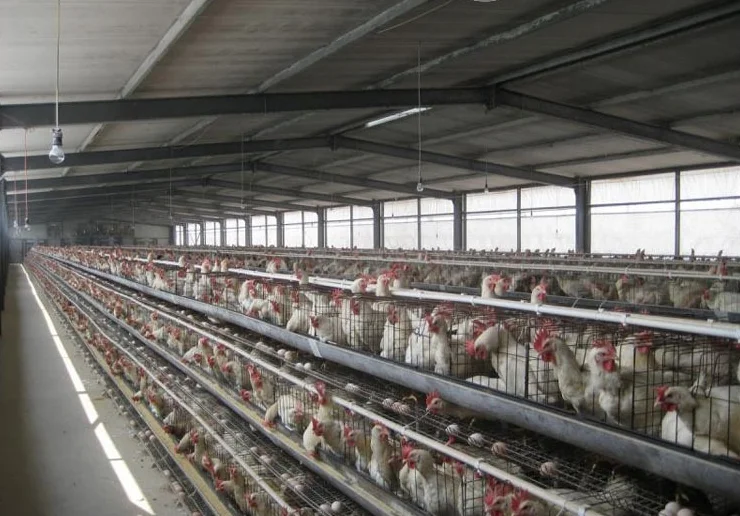 Fine Price Climate Control Shed Poultry Farming Buy Climate Control