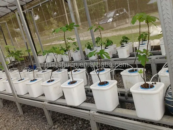 Expanded lightweight aggregate Hydroballs for Aquaponics greenhouse