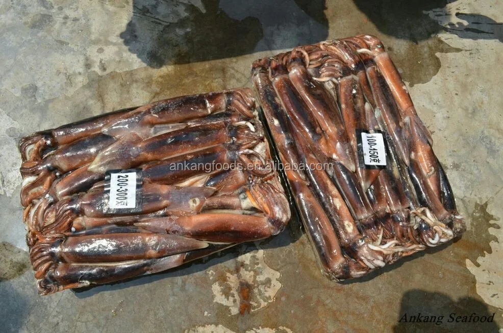 Frozen W/r Squid For Bait 201510008 - Buy Frozen W/r Squid,Frozen Squid