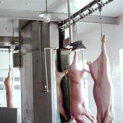 Automatic European Style Mother Pig Slaughter Line