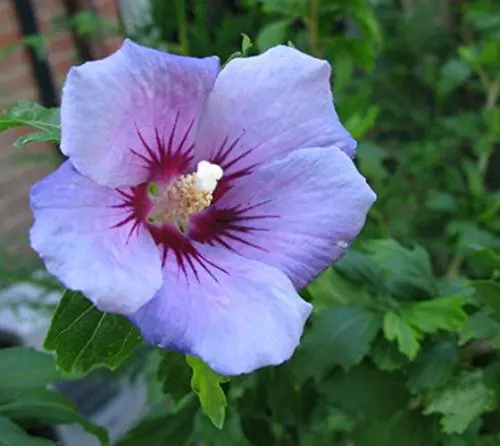 My Nice Garden Hibiscus Syriacus Purple Rose Of Sharon With