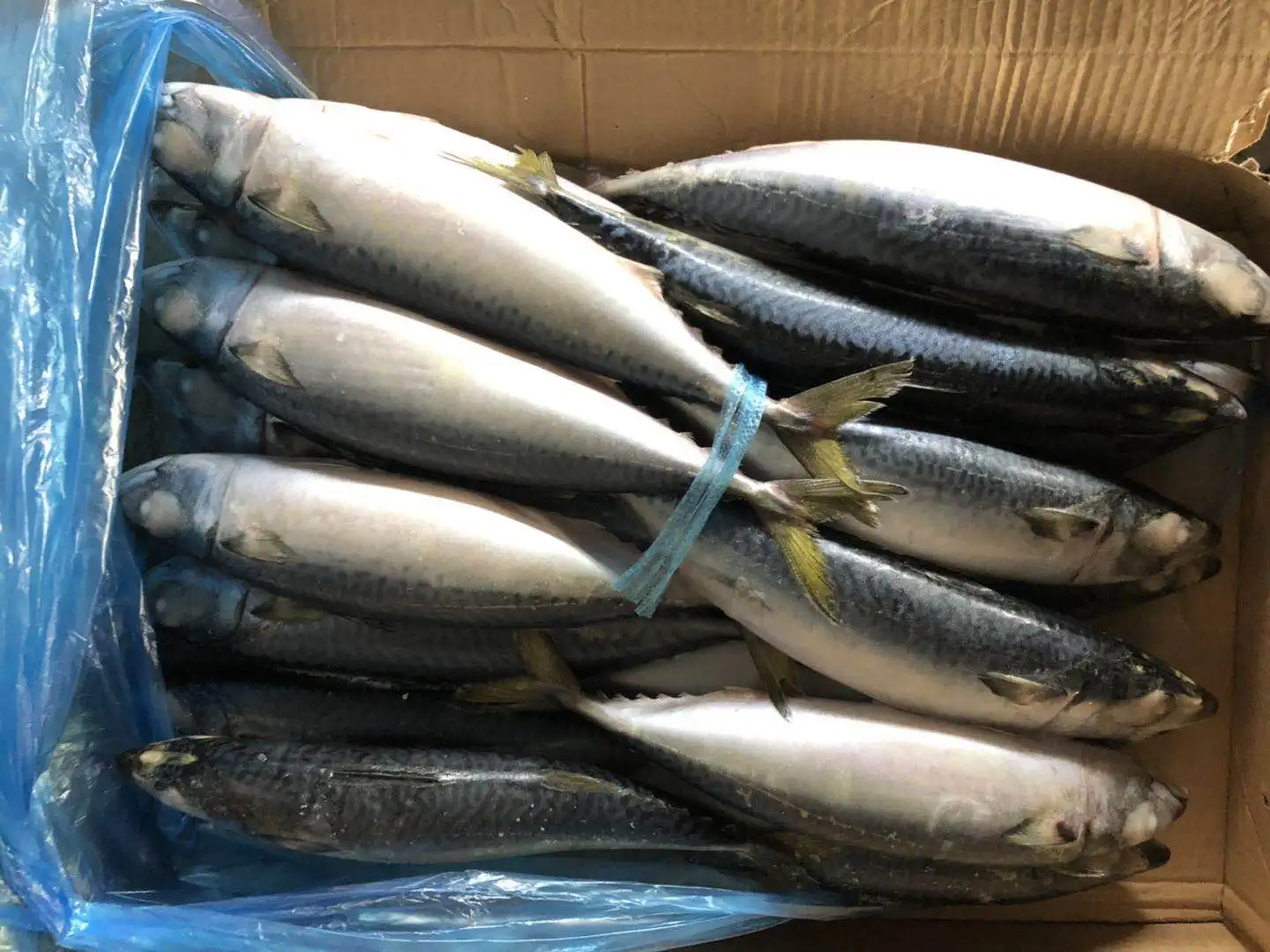 pacific mackerel (3).jpg