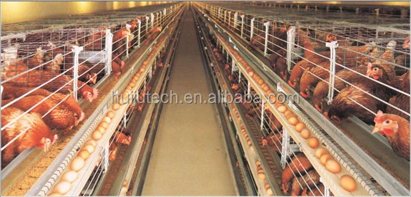  Cage,Chicken Layer Cage,Automatic Chicken Layer Cage For Sale In