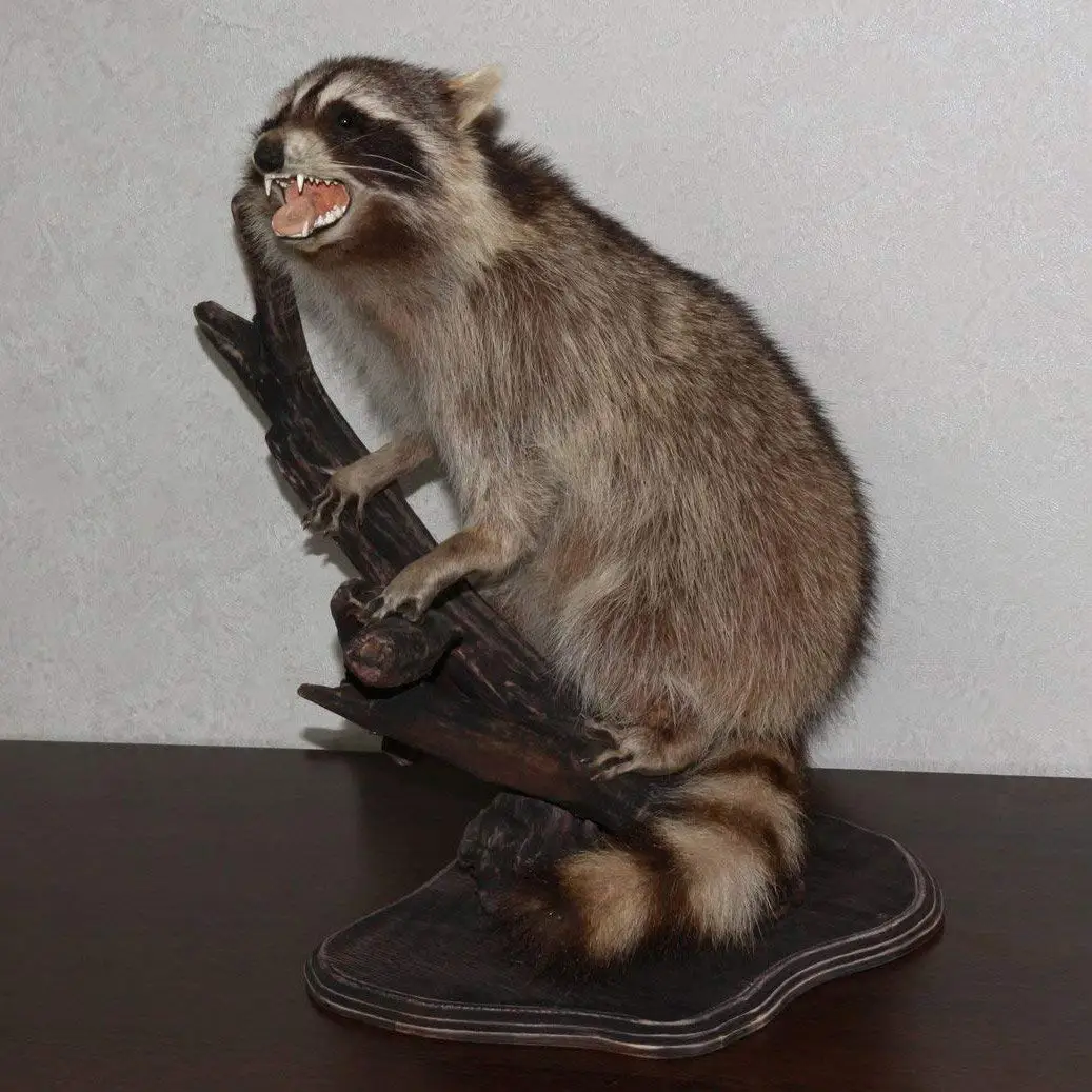 stuffed raccoon taxidermy