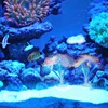 Sucker Coral Aquarium Artificial Silicone Plant With Ornament Water Landscape Decor Fish Tank Accessories