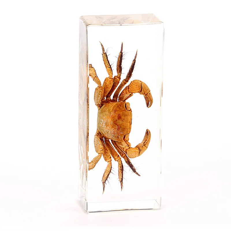 Real crab nature set in crystal clear resin with information card on gift box 