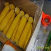 Steamed/Blanched IQF Frozen Sweet corn