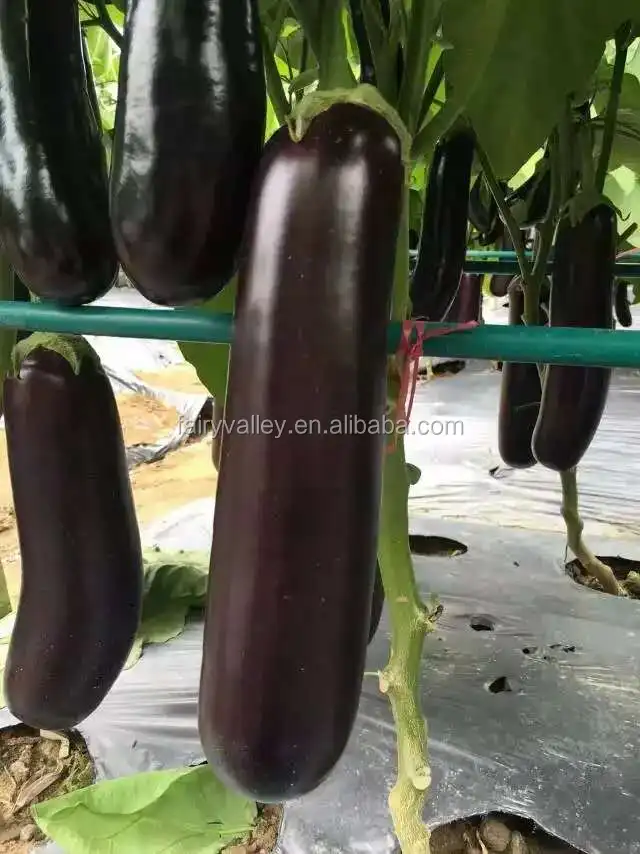 Hybrid F1 Black Long Eggplant Seeds For Growing Master Buy Hybrid 