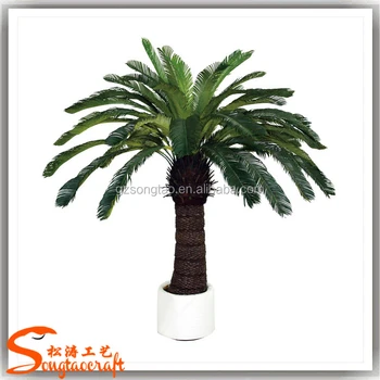 Customized China Suppliers Small Palm Trees Cycas Revoluta Price