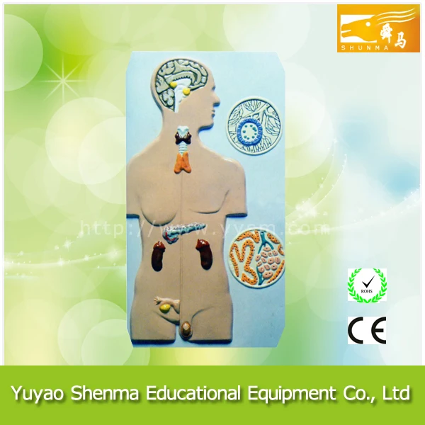 Endocrine System Model Using Garbage ภาพ thai, แกลเลอรีภาพมากมายบน Alibaba.com