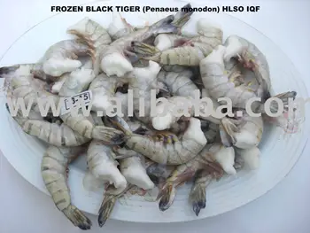 black tiger penaeus monodon