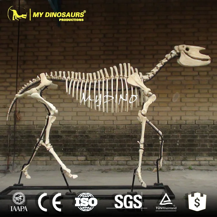 skeleton horse.jpg