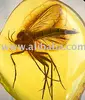 Baltic amber fossil insect inclusions for collectors