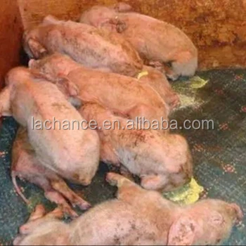steatorrhea fatty liver steatorrhea fatty liver