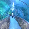 Customized large tunnel shark tank acrylic clear aquarium project
