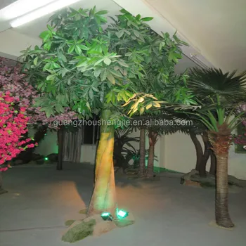 big money tree plant