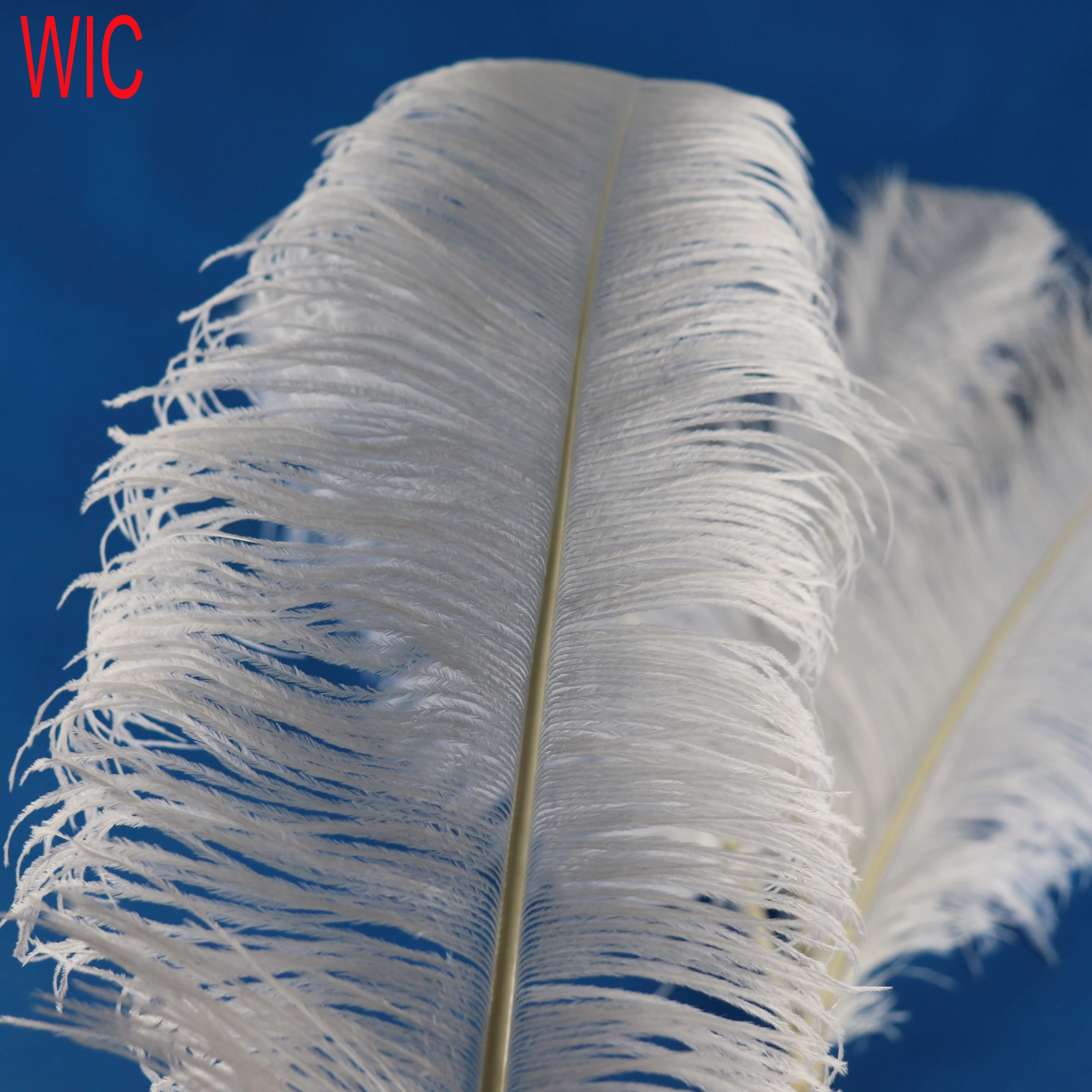 Cheap Dyed Fashionable Ostrich Feathers For Decorations Buy Feathers