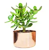 4" Copper Succulent Planter - Perfect For All Plants