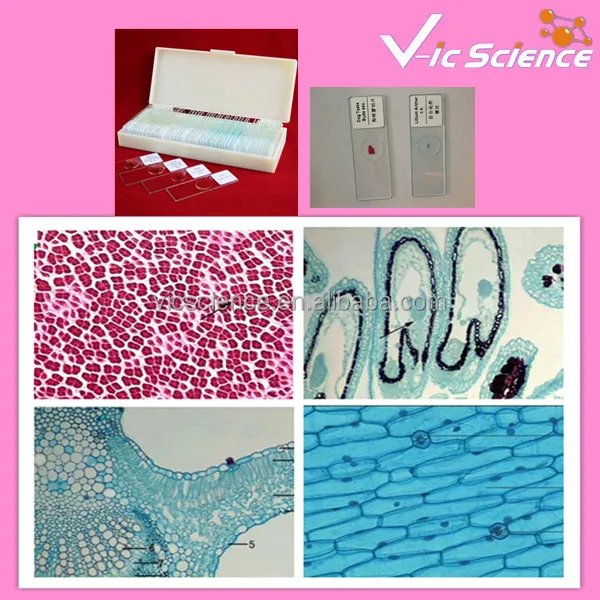 Prepared Microscope Slide Botany Pathology Thin Section Plants Disease