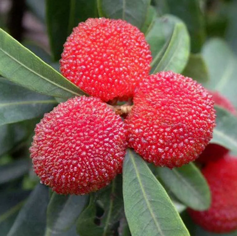 Waxberry Tree Seedling (4).png