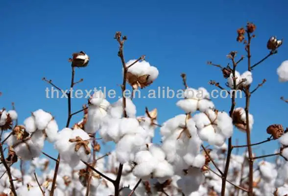 organiccotton.jpg