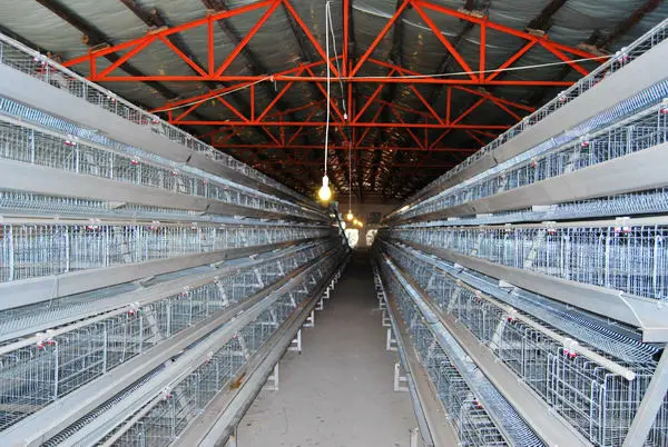 Cage/design Layer Chicken Cage For Sale In Africa - Buy Chicken Cage 