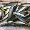 Frozen Canned Food Chinese Whole Round Pacific Mackerel Fish