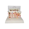 China Supplier Cheap Price Teeth And Dental Models
