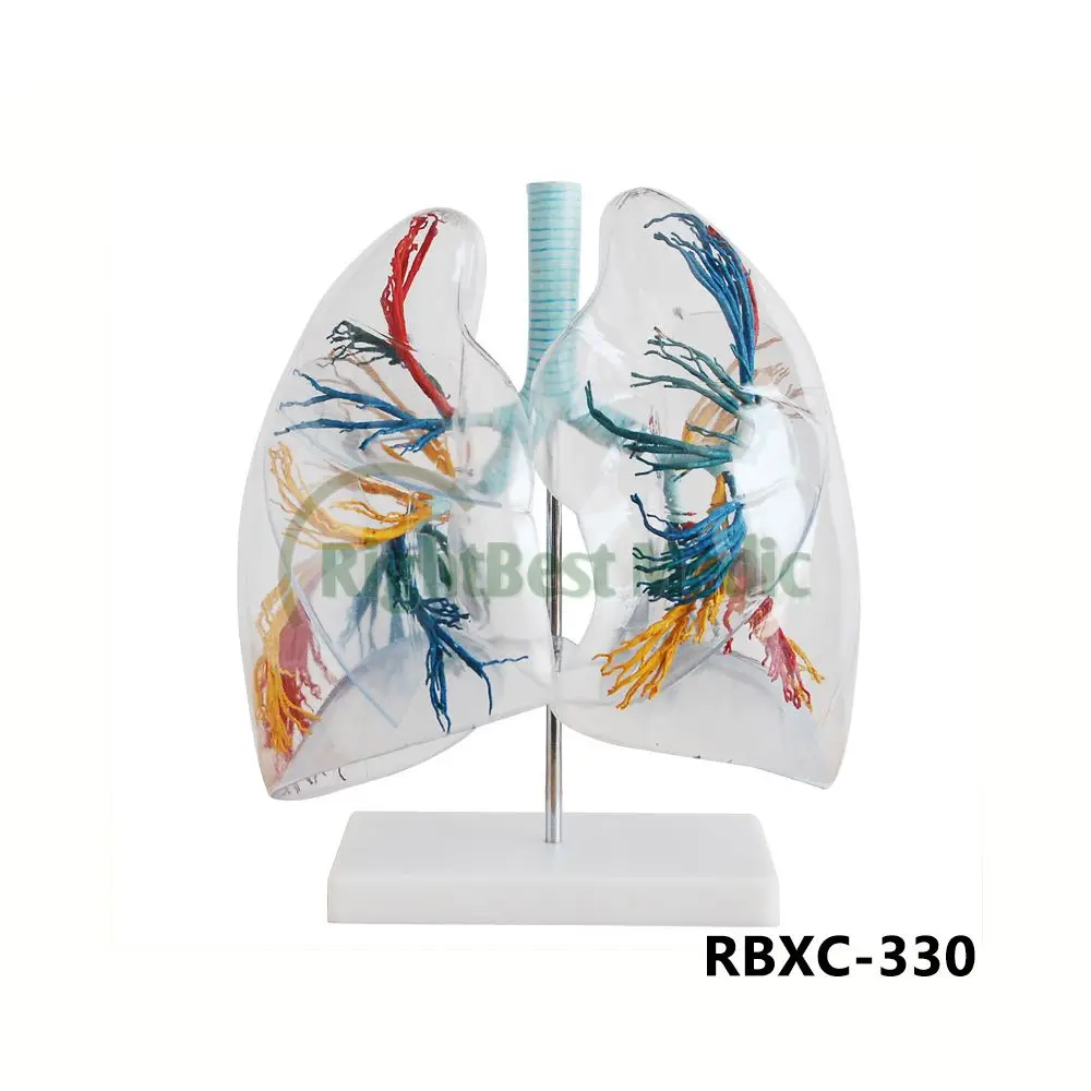 Model of the Transparent Lung Segment Lung model