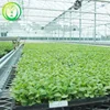 Hot Sale Greenhouse Rolling Benches Ebb & Flow Table for Commercial Agriculture