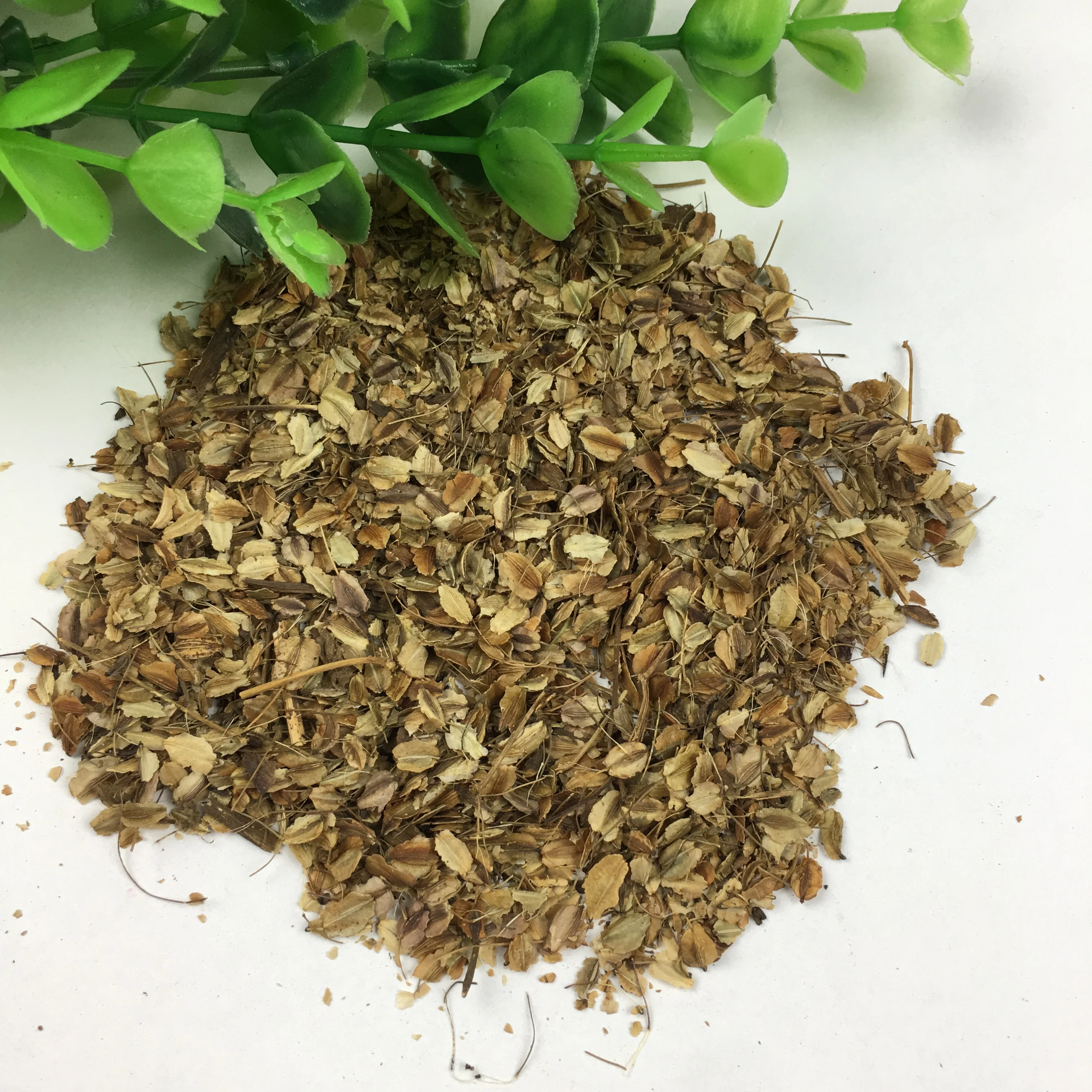 angelica-sinensis-anticancer-chinese-traditional-medicine-chinese