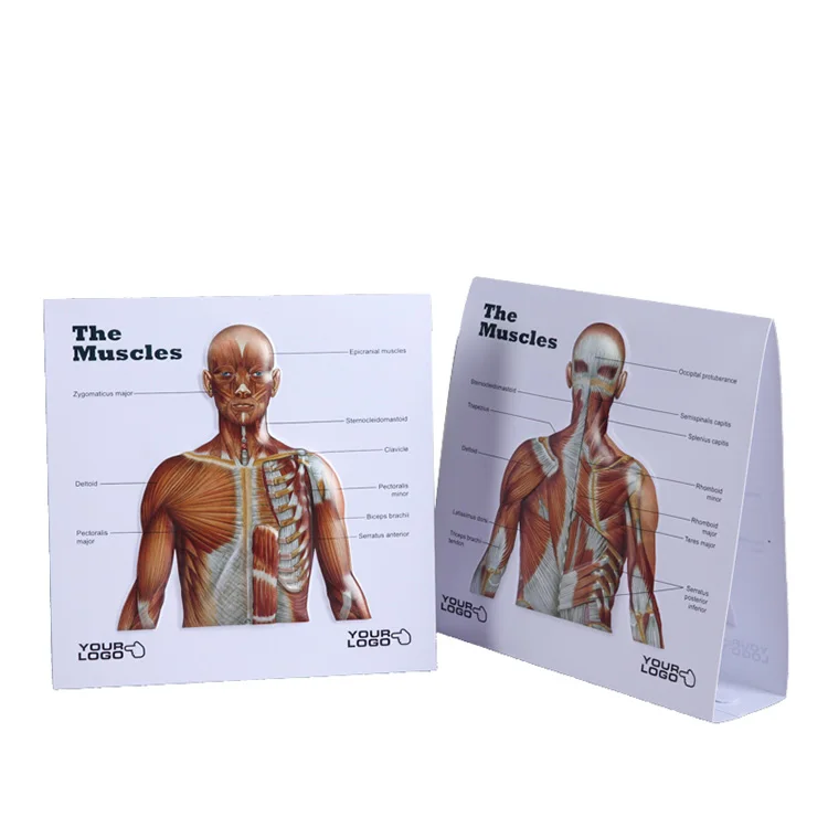 Muscle Anatomy Human Body Superficial Muscle Educational PosterA4 A3 A2 A1