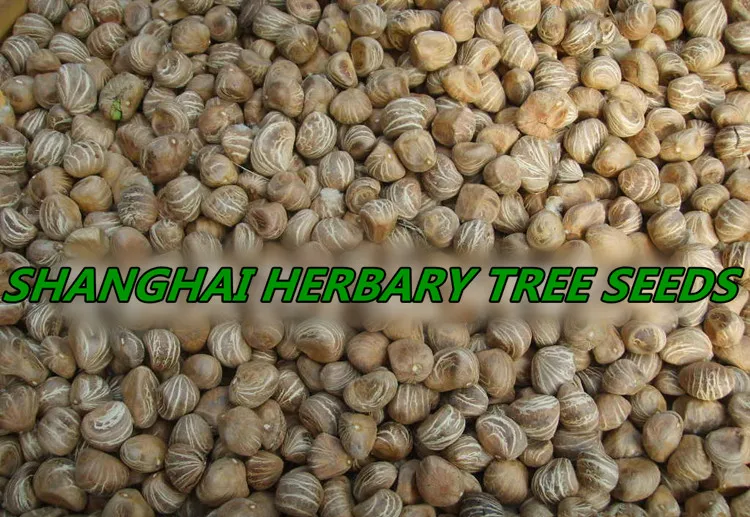 2020 Newe Types Tropical Tree Seeds Of Pachira Money Tree Plant Buy