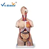 High quality half body human body manikins torso and medical models