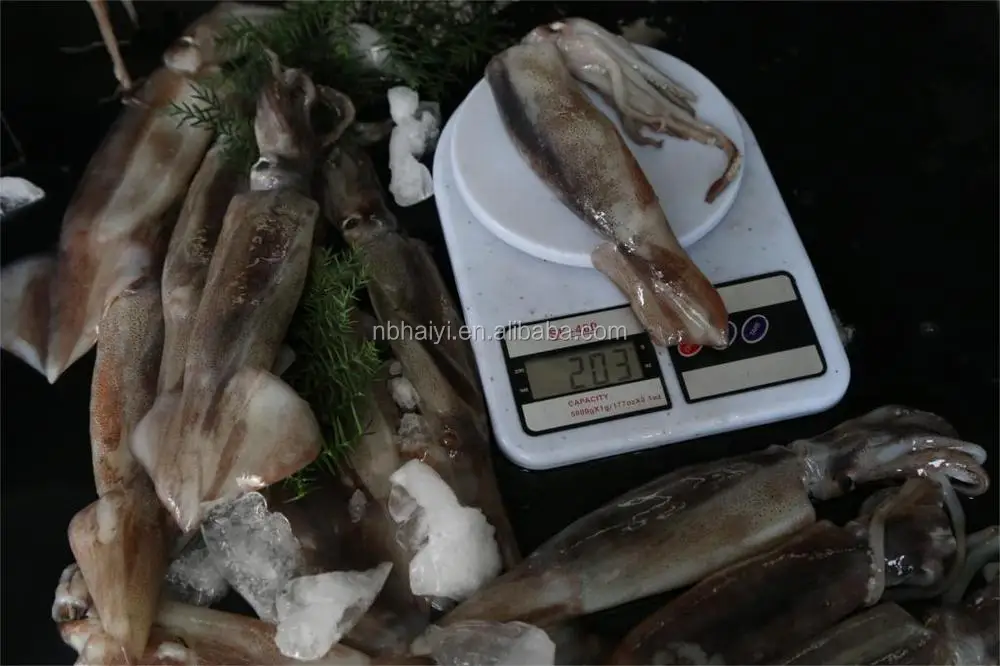 squid (4).JPG